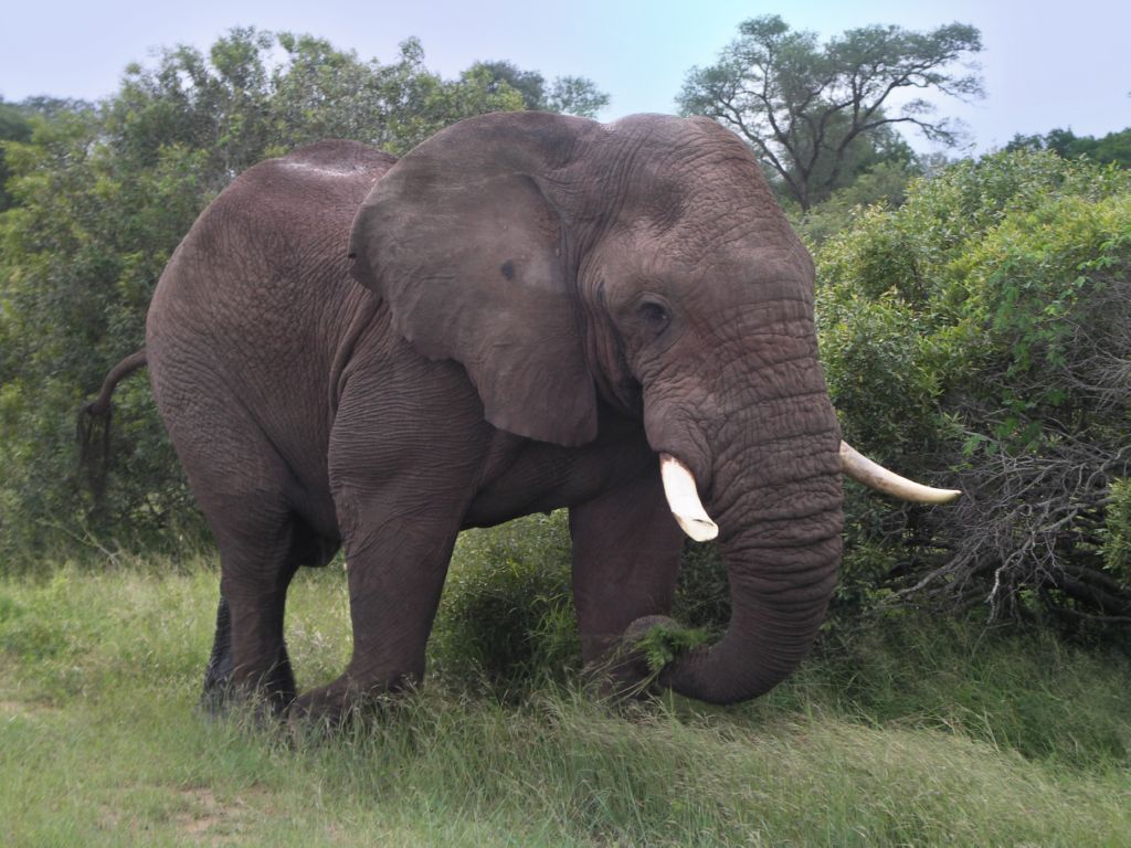 addo elefant